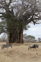 Tanzania, Tarangire National Park, Zebra and Wildebeest with large Baobab tree in background.