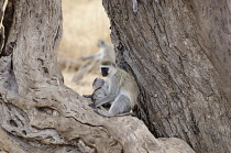 Tanzania, Tarangire National Park, Female Velvet monkey with baby perched between two tree trunks.