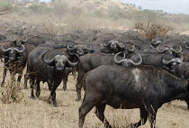 Tanzania, Tarangire National Park, Herd of African Buffalo.