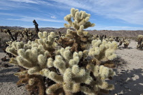 USA, California, Joshua Treee National Park, Cactus in Cholla Cactus Garden.