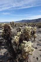USA, California, Joshua Treee National Park, Cactus in Cholla Cactus Garden.