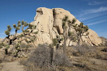 USA, California, Joshua Tree National Park, Joshua trees and rock outcrops in the Mojave Desert.
