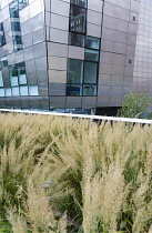 USA, New York, Manhattan, grasses in flower in the Wildflower Field on the High Line linear park on a disused elevated railroad spur called the West Side Line beside metal clad building  Midtown.