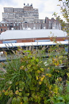 USA, New York, Manhattan, industrial buildings with water towers on the rooves beside the High Line linear park on an elevated disused railroad spur called the West Side Line at the north end by the H...