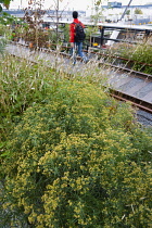 USA, New York, Manhattan, people walking among plants and old rails on the High Line linear park on an elevated disused railroad spur called The West Side Line beside the Hudson Rail Yards.