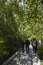 USA, New York, Manhattan, people walking under small trees in the Chelsea Thicket on the High Line linear park on a disused elevated railroad spur of the West Side Line.