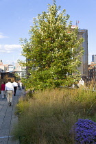 USA, New York, Manhattan, people walking on a path through plants on the High Line a linear park on a disused elevated railraod spur called The West Side Line.