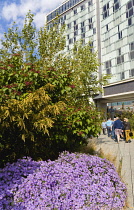 USA, New York, Manhattan, people walking in The Gansevoort Woodland on the High Line a linear park on an elevated disused railroad called the West Side Line.