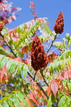 Staghorn sumac, Rhus typhina, drupes of red fruit berries on braches of a tree in autumn against a blue sky.