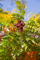 Winged sumac, Rhus copallinum, drupes of red fruit berries on leafy braches of a tree in autumn against a blue sky.