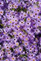 New York aster, Aster novi-belgi, massed purple flowers growing on the High Line linear park in Midtown Manhattan.