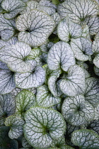 Siberian bugloss 'Jack Frost', Brunnera macrophylla, massed heart-shaped silver leaves edged and veined with green.