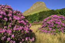 Ireland, County Sligo, View of Ben Bulben mountain from Gortarowey scenic walk with Rhododendrons in full bloom.