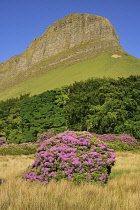 Ireland, County Sligo, View of Ben Bulben mountain from Gortarowey scenic walk with Rhododendrons in full bloom.