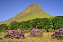 Ireland, County Sligo, View of Ben Bulben mountain from Gortarowey scenic walk with Rhododendrons in full bloom.