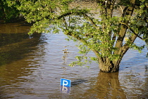 Germany, Saxony, Dresden, Partially submerged car parking sign as the River Elbe floods in June 2013.