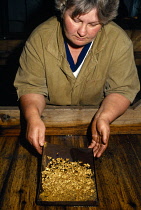 Russia, Siberia, Alchan, woman using tray for gold panning.