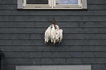 Norway, Svalbard, Longyearbyen, Traditional style, modern accomodation block, Ptarmigan hanging from the window, Due to cold temperature locals hang recently shot gamebirds outside as the cold air kee...