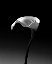 Arum Lily, Zantedeschia, black and white monochrome studio shot of a flower with large white bract on a long stem against a graduated background.