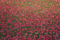 England, London, Tower Hamlets, Tower of London red ceramic poppy art installation by artists Paul Cummins and Tim Piper titled Blood Swept Lands of Seas of Red in the moat commemorating 100 years sin...