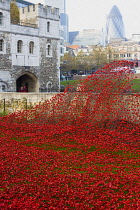 England, London, Tower Hamlets, Tower of London red ceramic poppy art installation by artists Paul Cummins and Tim Piper titled Blood Swept Lands of Seas of Red in the moat commemorating 100 years sin...