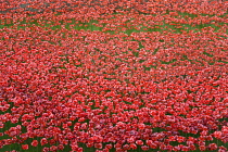 England, London, Tower Hamlets, Tower of London red ceramic poppy art installation by artists Paul Cummins and Tim Piper titled Blood Swept Lands of Seas of Red in the moat commemorating 100 years sin...