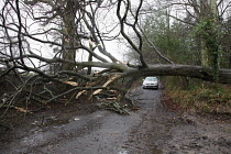 Transport, Road, Cars, Tree blocking carriageway after storm.