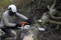 Climate, Weather, Storms, Man using chain saw to remove tree fallen during storm winds.