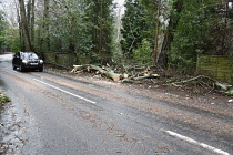 Transport, Road, Cars, Cleared tree removed from blocking carriageway after storm.