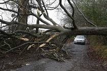 Transport, Road, Cars, Tree blocking carriageway after storm.