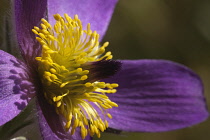 Pasqueflower, Pulsatilla vulgaris, Close view of one open mauve flower with yellow stamens.