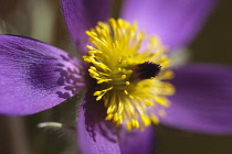 Pasqueflower, Pulsatilla vulgaris, Close view of one open mauve flower with yellow stamens.