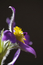 Pasqueflower, Pulsatilla vulgaris, Close view of one open mauve flower with yellow stamens.