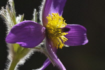 Pasqueflower, Pulsatilla vulgaris, Close view of one open mauve flower with yellow stamens.