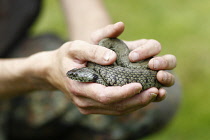 Animals, Reptiles, Natrix natrix, Grass snake held in hands.