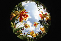 Plants, Flowers, Tulips growing shot from ground level with fish eye lens looking up.