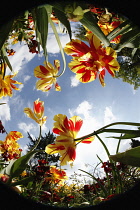 Plants, Flowers, Tulips growing shot from ground level with fish eye lens looking up.