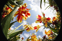 Plants, Flowers, Tulips growing shot from ground level with fish eye lens looking up.