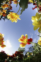 Plants, Flowers, Tulips growing shot from ground level with fish eye lens looking up.