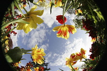 Plants, Flowers, Tulips growing shot from ground level with fish eye lens looking up.