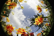 Plants, Flowers, Tulips growing shot from ground level with fish eye lens looking up.