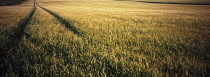 Agricultire, Farming, Combine harvster tracks through wheatfield, highlands, Scotland.