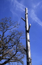 Communications, Telephone, Mobile phone mast disguised to look like a tree, Tunbridge Wells, Kent, England.