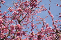 Cherry Blossom Tree, Prunus, detail of pink coloured blossoms on tree in domestic garden.