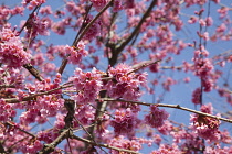 Cherry Blossom Tree, Prunus, detail of pink coloured blossoms on tree in domestic garden.