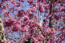 Cherry Blossom Tree, Prunus, detail of pink coloured blossoms on tree in domestic garden.