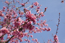 Cherry Blossom Tree, Prunus, detail of pink coloured blossoms on tree in domestic garden.