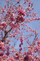 Cherry Blossom Tree, Prunus, detail of pink coloured blossoms on tree in domestic garden.