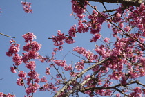 Cherry Blossom Tree, Prunus, detail of pink coloured blossoms on tree in domestic garden.