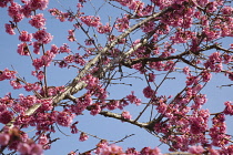 Cherry Blossom Tree, Prunus, detail of pink coloured blossoms on tree in domestic garden.